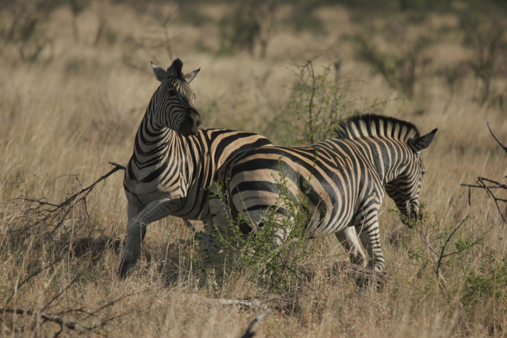 Joyful zebra leaping in golden grass during afternoon safari