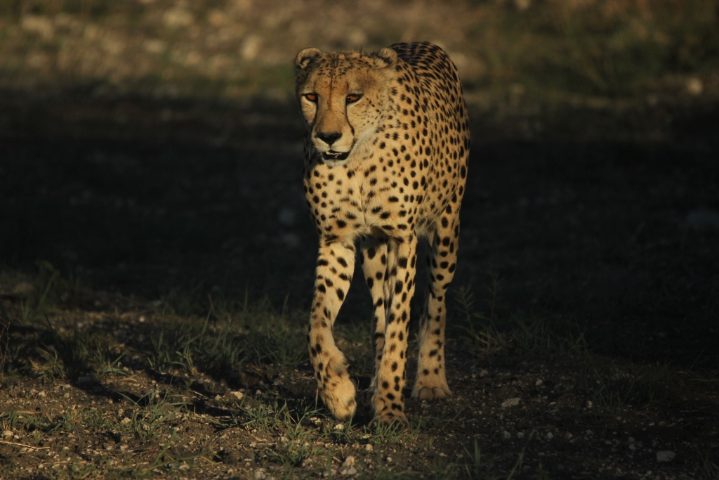 Cheetah crossing open terrain at dusk near Tamboti Lodge