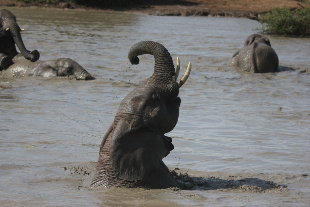 Elephant enjoying a mud bath at a remote waterhole in the bush