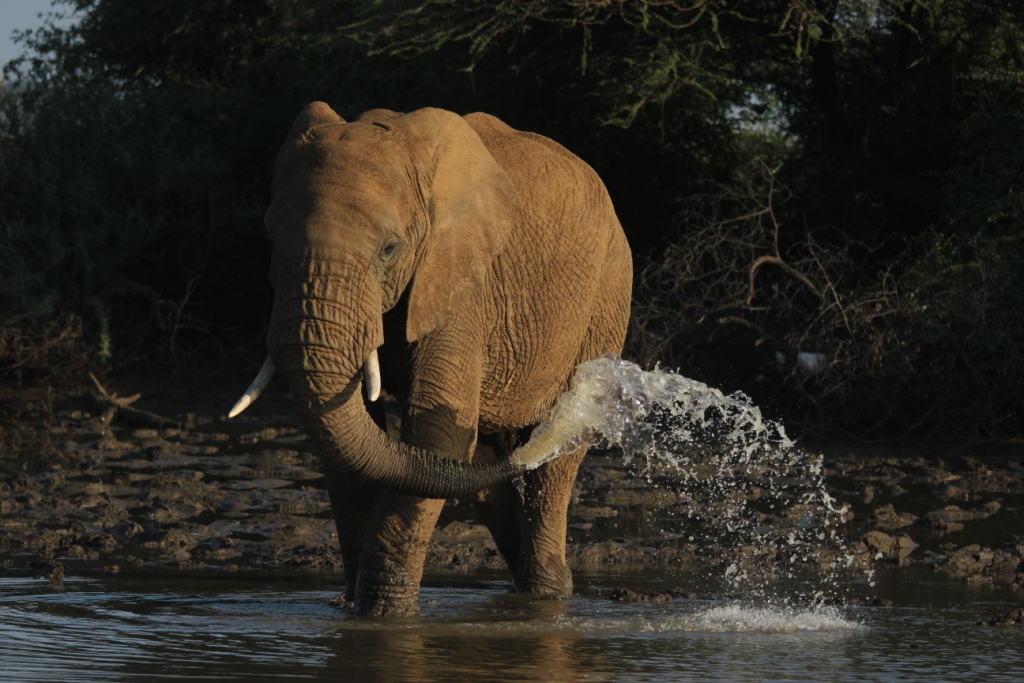 Elephant drinking from a waterhole near Tamboti Lodge