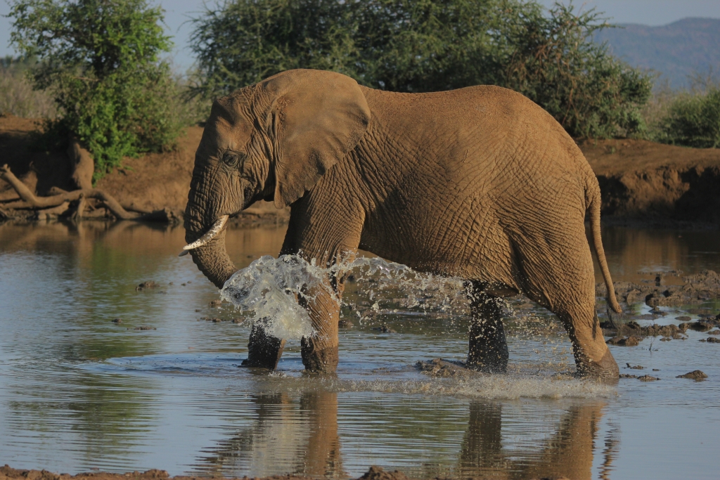 Elephant cooling off in a waterhole at Madikwe Game Reserve