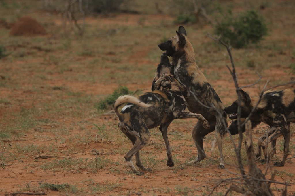 Wild dogs playing near the game drive trail