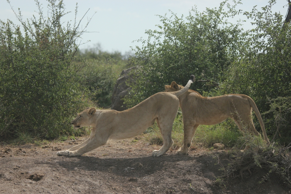 Lions resting under a tree in the afternoon sun