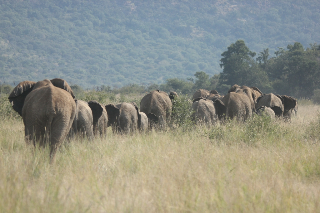 Elephant herd walking through Madikwe Game Reserve near Tamboti Lodge