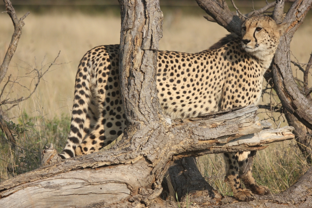 Elegant cheetah looking around cautiously in the open savannah