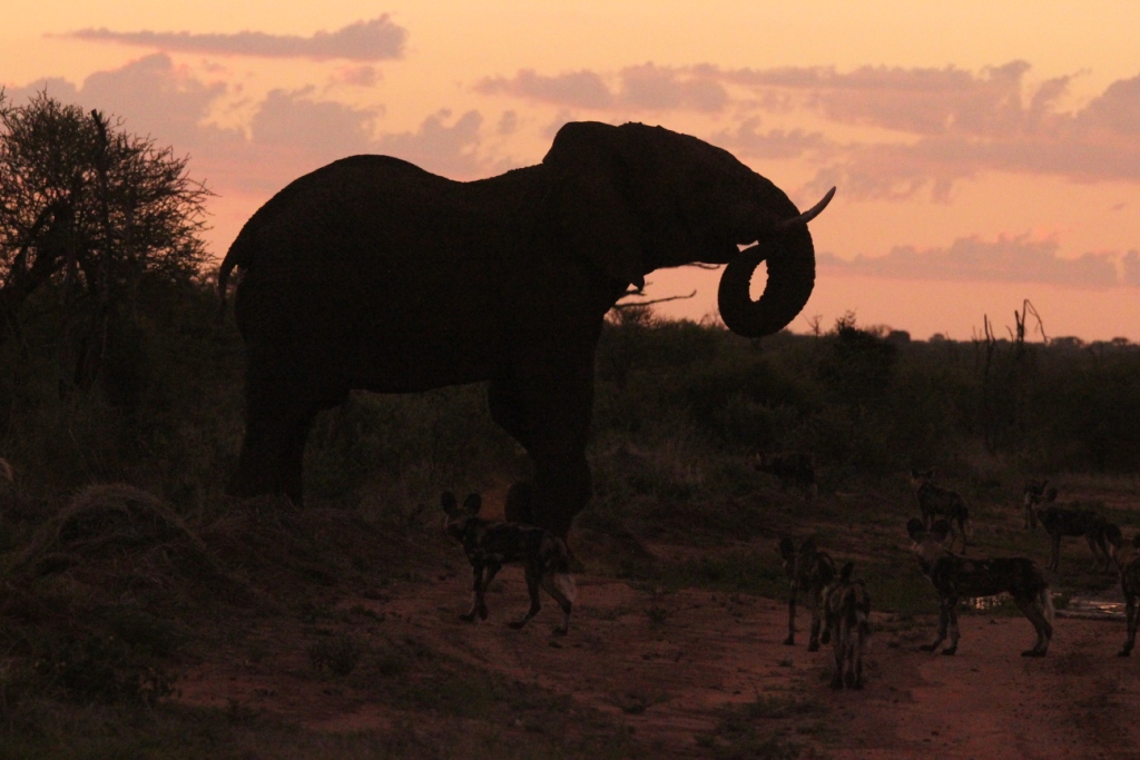 Silhouette of an elephant at sunset near Tamboti Lodge