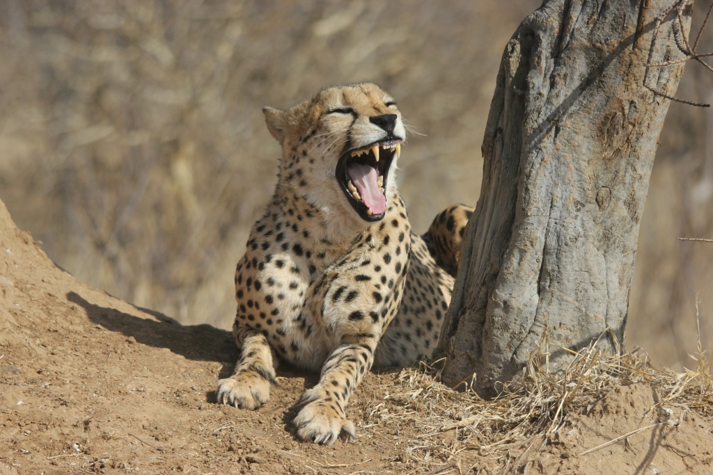 A cheetah surveying the landscape from a termite mound